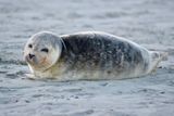 North Sea Solitude: A Winter Walk Across Norderney